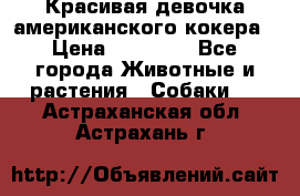 Красивая девочка американского кокера › Цена ­ 35 000 - Все города Животные и растения » Собаки   . Астраханская обл.,Астрахань г.